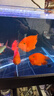 德瑞水族 魚(yú)飼料血鸚鵡專(zhuān)用魚(yú)糧增紅增色魚(yú)食熱帶魚(yú)發(fā)財魚(yú)金魚(yú)錦鯉飼料1kg 曬單實(shí)拍圖