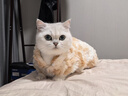 貓咪衣服冬季防掉毛布偶貓幼貓英短寵物小貓冬天保暖的貓貓秋冬裝 扎染甜品毛絨外套(咖) XL：胸圍50cm【建議11-14斤】 曬單實(shí)拍圖