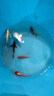 錦鯉魚活體觀賞魚活魚小型易養(yǎng)冷水淡水魚小魚苗錦鯉金魚好看錦鯉 10-12cm 六色錦鯉套餐6條 曬單實拍圖