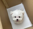 朵蔓純種比熊幼犬小型活物雙血統(tǒng)飛耳卷毛比熊犬家養(yǎng)寵物狗長不大可愛 血統(tǒng)級 比熊 母 曬單實拍圖