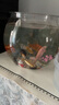 貝初眾魚(yú)缸小型魚(yú)缸圓形塑料缸仿玻璃一體生態(tài)桌面缸家用客廳金魚(yú)斗魚(yú)缸 輕巧高透魚(yú)缸 24*18.5*19.5cm【大號】 高透pet仿玻璃材質(zhì) 裸缸 打不破 摔不碎 久用不糊 曬單實(shí)拍圖