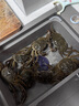 【活蟹】乾澄大閘蟹現(xiàn)貨 全母2.3-2.6兩8只 六月黃鮮活螃蟹去繩足重海鮮禮盒裝源頭直發(fā) 曬單實(shí)拍圖