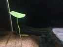 小早川夜光漂日本進(jìn)口魚漂日夜兩用電子浮漂靈敏鯽魚漂 2號(hào)吃鉛【1.5g】 曬單實(shí)拍圖
