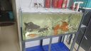 卡絡(luò )繹金晶五線(xiàn)超白魚(yú)缸家用客廳窄條魚(yú)缸中小型辦公桌面玻璃魚(yú)缸溪流缸 裸缸+電梯送貨上門(mén)+錄開(kāi)箱視頻包損 長(cháng)100厘米寬40厘米高40厘米厚10毫米 曬單實(shí)拍圖