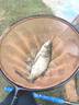 天元鄧剛千川8魚(yú)竿輕量大物釣魚(yú)竿臺釣竿鰱鳙竿手竿釣魚(yú)裝備 7.2m 曬單實(shí)拍圖