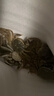【活蟹】絕對鮮森大閘蟹去繩凈重特大鮮活螃蟹全母蟹現貨送禮湖蟹 精選大閘蟹*全母蟹1.8-2.1兩8只 曬單實(shí)拍圖