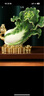 吉善緣 全銅《百財如意》玉白菜擺件大號 辦公室裝飾品開(kāi)業(yè)喬遷工藝禮品 小號白菜 百財如意 曬單實(shí)拍圖