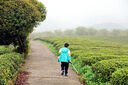百樂(lè )（PILOT） 中性筆BL-P50\P500大容量刷題水筆簽字筆黑藍紅色筆學(xué)生限定練字考試專(zhuān)用筆 【黑色】0.5MM 【6支裝】 曬單實(shí)拍圖
