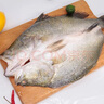 仙泉湖三去尖吻海鱸魚1斤單條冷凍凈膛金目鱸肉厚 海鮮水產(chǎn)生鮮食材 曬單實(shí)拍圖
