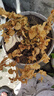 種花迷茉莉花苗盆栽帶花苞花卉植物室內(nèi)驅(qū)蚊梔子水培好養(yǎng)綠植九里香植物 當(dāng)年開(kāi)花茉莉6年苗5株無(wú)盆 曬單實(shí)拍圖
