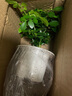 小盆梔子花盆栽四季開花部分帶花苞室內(nèi)綠蘿水培花卉綠植物 低配款：15-20cm【2株】當(dāng)年少量開花 濃香型梔子花【帶花苞】10天開花 曬單實(shí)拍圖