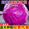 云南新鮮紫甘藍(lán)農(nóng)家現(xiàn)摘卷心菜沙拉椰菜紫包菜批發(fā)蔬菜蓮花圓白菜 紫甘藍(lán)3斤 曬單實(shí)拍圖