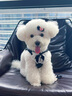 TOUCHDOG2025年蛇年新年狗狗鉆石胸背牽引繩外出防爆沖小型犬吉娃娃專(zhuān)用 幽月黑 M碼【建議9-12斤內】 曬單實(shí)拍圖