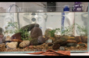 YEE超白魚(yú)缸桌面客廳生態(tài)斗金魚(yú)烏龜缸造景小型水草養魚(yú)玻璃裸缸40cm 曬單實(shí)拍圖