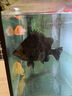 YEE虎魚(yú)飼料虎魚(yú)專(zhuān)用飼料魚(yú)食下沉型魚(yú)糧不渾水金銀龍招財貓地圖藍鯊 虎魚(yú)專(zhuān)用【2-3.0mm顆?！?300g 1罐 緩沉型 曬單實(shí)拍圖