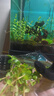 活體水草魚(yú)缸造景水草中柳丁香小圓葉宮廷血心蘭新手練手水草活體 紅宮廷1杯8-10棵 曬單實(shí)拍圖
