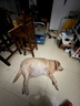寶路狗糧成犬大型犬狗糧牛肉味15kg均衡營(yíng)養全價(jià)糧30斤【寵物金選】 曬單實(shí)拍圖