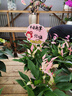喬安800萬(wàn)像素攝像頭監控無(wú)線(xiàn)wifi網(wǎng)絡(luò )高清夜視監控器360度無(wú)死角帶夜視全景云臺家用AI監控手機遠程 曬單實(shí)拍圖
