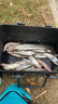 川澤加強無(wú)結線(xiàn)組成品主線(xiàn)組全套配件進(jìn)口魚(yú)線(xiàn)主線(xiàn)綁好超強拉力釣魚(yú)線(xiàn) 4.5米【無(wú)結拉力提升15%】 1.5號 曬單實(shí)拍圖