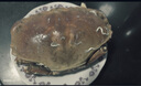 鮮繪英國熟凍面包蟹/黃金蟹 400g-600g/只 大螃蟹 滿(mǎn)黃母蟹 肉質(zhì)緊實(shí) 曬單實(shí)拍圖