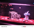 小米米家智能魚(yú)缸客廳小型造景生態(tài)家用背景超白玻璃桌面循環(huán)自動(dòng)喂食 小米智能魚(yú)缸（已接入米家APP） 曬單實(shí)拍圖
