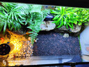 西游水族烏龜缸超白玻璃生態(tài)造景龜魚(yú)缸一體混養生態(tài)缸客廳專(zhuān)用家用飼養缸 60雨林豪華全套【缸+做好成品發(fā)貨+設備】 曬單實(shí)拍圖