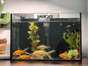 紅國獅金魚(yú)冷水魚(yú)鴻運當頭鶴頂鎏金金魚(yú)苗獅子頭好養耐活淡水金魚(yú) 紅國獅3-5cm3條 曬單實(shí)拍圖