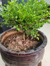亞招 獨桿米蘭九里香盆栽花四季開(kāi)花不斷室內香花植物凈化空氣老樁 5年九里香40高 不含盆 曬單實(shí)拍圖