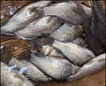 大紅狗無結(jié)主線組成品主線魚線pe加固無節(jié)竿稍自鎖扣釣魚線組尼龍線 3.6米【東麗原絲無結(jié)防斷】3卷  2號(hào) 曬單實(shí)拍圖