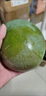 京鮮生 攀枝花凱特芒果 凈重9斤 單果400g+ 生鮮水果 源頭直發(fā) 曬單實(shí)拍圖