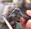 1號(hào)會(huì)員店黑虎蝦仁600g(200g*3) 0添加保水劑 手工去蝦線 小包裝方便取食 曬單實(shí)拍圖