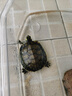 奈寵小烏龜飼料幼龜糧通用上浮型小顆粒巴西龜中華草龜黃緣烏龜食 上浮型0.6mm開(kāi)口糧260ml/瓶 【微小顆?！啃∮斖ǔ?曬單實(shí)拍圖