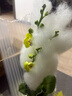 【蝴蝶蘭盆栽帶盆】帶花帶花苞室內(nèi)花卉高端綠植年貨喜慶植物花卉 黃色系3劍蝴蝶蘭【品種隨機(jī)】北歐盆 曬單實(shí)拍圖