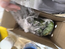 正宗廣西小米蕉當季新鮮水果萬(wàn)澄裝自然熟小香蕉現摘現發(fā)產(chǎn)地直發(fā) 【帶箱2斤】小米蕉凈重1.7-1.8斤 曬單實(shí)拍圖