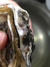 鮮海道 鮮活乳山生蠔5XL 凈重5斤 9-12只 生鮮海鮮貝類 源頭直發(fā) 曬單實(shí)拍圖