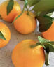 檸檬幫正宗四川愛(ài)媛38號果凍橙時(shí)令新鮮當季孕婦水果柑橘桔 單果 60-70mm 5斤【凈重4.5斤】 曬單實(shí)拍圖