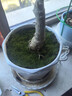 美園中苔蘚鮮活盆景鋪面微景觀植物水陸缸假山草造景材料細(xì)羽蘚短絨青苔 細(xì)羽苔蘚十盒（鮮活） 曬單實(shí)拍圖