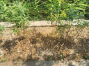 藍莓樹(shù)果苗藍莓苗盆栽地栽果苗帶大果南北方種植苗兔眼綠寶石果樹(shù) 5年苗_奧尼爾/帶葉帶土發(fā)貨 曬單實(shí)拍圖