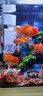 彌翠園金魚(yú)觀(guān)賞魚(yú)冷水耐活招財寵物魚(yú)鴻運當頭紅獅子頭丹頂紅草金錦鯉魚(yú) 6-8厘米隨機金魚(yú)5條【五福臨門(mén)】 曬單實(shí)拍圖