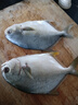 欽小鮮北部灣深海金鯧魚(yú)特大號海魚(yú) 魚(yú)類(lèi)生鮮 燒烤 火鍋食材 海鮮水產(chǎn) 【金鯧魚(yú)】400-500克*2條凈重 曬單實(shí)拍圖