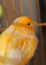 普欣諾玉鳥專用食物鳥糧飼料繁殖期混合糧金絲雀芙蓉鳥無殼蘇子預(yù)混型料 500g 1袋 曬單實(shí)拍圖