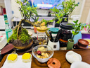 【清香木盆景】飄枝老樁花卉好養綠植盆栽茶桌高檔年貨帶花盆底座 酒壺盆清香木15-20+底座+小沙彌 曬單實(shí)拍圖