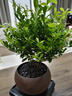 開(kāi)時(shí)果 小葉赤楠盆景擺件 辦公室桌面綠植花卉好養盆栽植物源頭直發(fā)包郵 【熱銷(xiāo)款】舍得紫砂盆+黑石+底座 曬單實(shí)拍圖