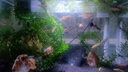 坤寧王 亞甲基藍魚藥魚缸殺菌消毒溶液爛身爛尾白點凈水霉病水族魚專用 曬單實拍圖