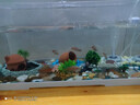 最萌魚(yú)缸水族箱客廳帶蓋透明家用小型生態(tài)創(chuàng  )意造景辦公室桌面缸金魚(yú)缸 60*30*29【雙面水晶蓋】 曬單實(shí)拍圖
