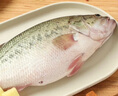 鮮活沖浪河鱸魚400-500g/條 曬單實拍圖
