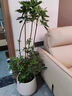 靜黛軒造型鴨腳木客廳大盆栽鴨掌木鵝掌柴室內(nèi)落地式大型四季常青綠植物 精品造型鴨腳木1.45-1.55米-米白聚寶盆 曬單實(shí)拍圖