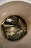 達億瓦（DAIWA）25新款小型泛用紡車(chē)輪淡海水遠投路亞輪微物漁線(xiàn)輪十大品牌 FC LT2000S-H（精細作釣+淺線(xiàn)杯+高速比） 左右手互換型 曬單實(shí)拍圖