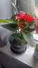 繽賢紅掌盆栽綠植花卉鴻運(yùn)當(dāng)頭白掌一帆風(fēng)順室內(nèi)好養(yǎng)活四季開花水培 特級(jí)大號(hào)紅掌2株原盆+肥料 #28 曬單實(shí)拍圖