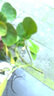 小盼菩提樹苔蘚球帶果子室內(nèi)可水培智慧小果樹禪意桌面盆栽綠植物 小盼菩提【小苗】帶果 苔蘚球 曬單實拍圖